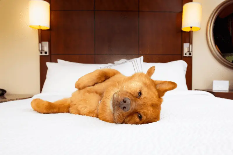 מלון בוטיק לכלבים - כמה חשוב לתת לכלב שלכם טיפולי הידרותרפיה לאחר פציעה