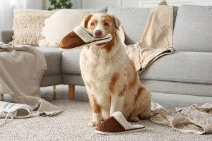 בית חם לכלב גם כשאתם לא בבית - איך לבחור פנסיון לכלבים מומלץ